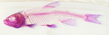 画像：カワムツ（Nipponocypris temminckii）の透明骨格標本
