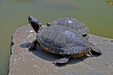 写真：アカミミガメ