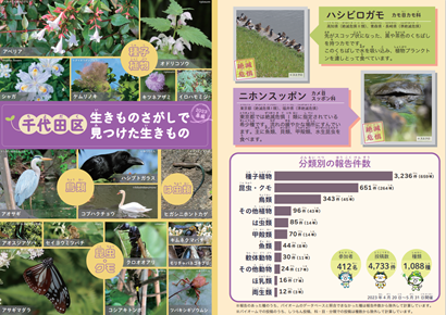 画像：「千代田区生きものさがし2023春編 結果報告」パンフレット表