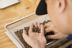 写真：コーヒー豆の選別の様子