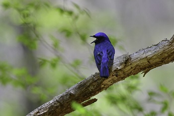 写真：オオルリ