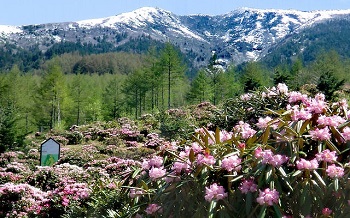 写真：浅間高原シャクナゲ園にあるお花畑