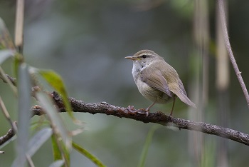 写真：ウグイス