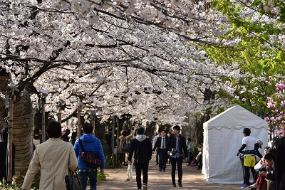 写真：千鳥ヶ淵緑道の桜（昼）