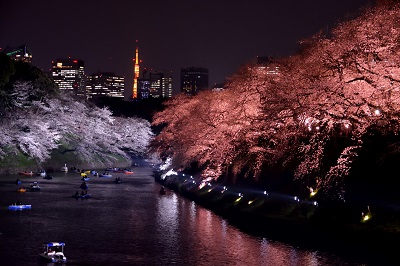 写真：千鳥ヶ淵緑道の桜（夜）