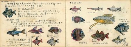 画像：中学時代 荒俣 宏による「金魚熱帯魚飼育日記」