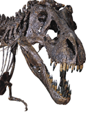 画像：ティラノサウルスの頭骨展示