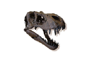 写真：ティラノサウルス実物大頭骨展示（複製）