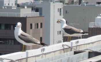 写真：ウミネコ（成鳥）