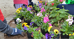 写真：地域の力で美化活動（アダプトシステム）