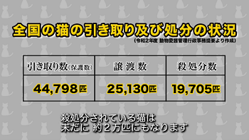 画像：全国の猫の引き取りおよび処分状況の表「引き取り数44,798匹、譲渡数25,130匹、殺処分数19,705匹」