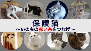 画像：動画タイトル「保護猫。いのちの赤い糸をつなげ」