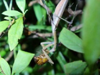 写真：オオカマキリに捕食されるアブラゼミ幼虫jpg