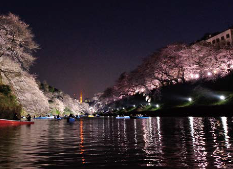 写真：夜桜のライトアップ