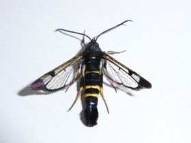 写真:コスカシバ