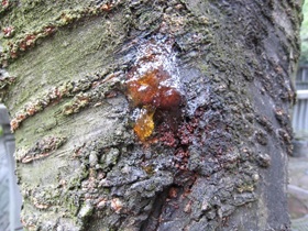 写真:被害を受けた木