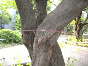 写真:フェロモン防除剤を設置したさくらの木