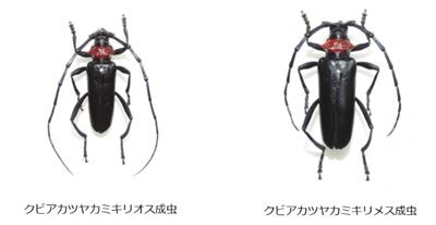 写真:左はクビアカツヤカミキリのオスの成虫、右はメスの成虫