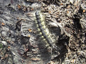 写真:モンクロシャチホコ