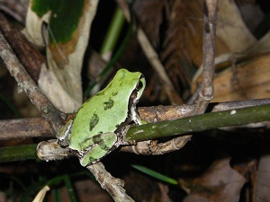写真：アマガエル