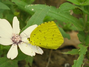 写真：キチョウ