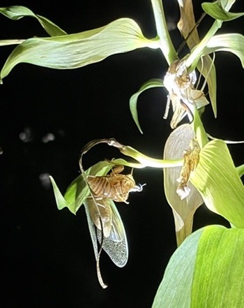 写真:セミの羽化の様子