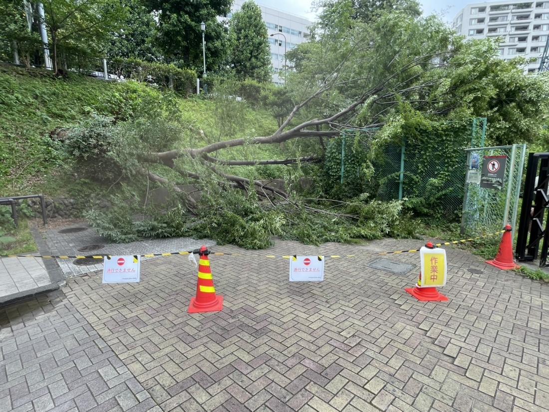 撤去前の柵1