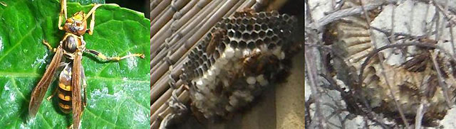 写真：アシナガバチと巣