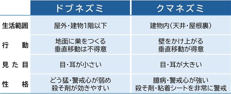 画像：ドブネズミとクマネズミの特徴一覧