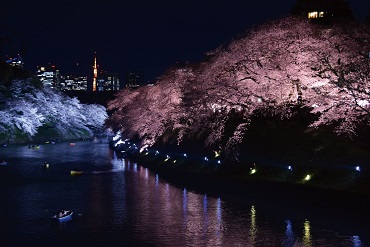 写真：さくらまつり